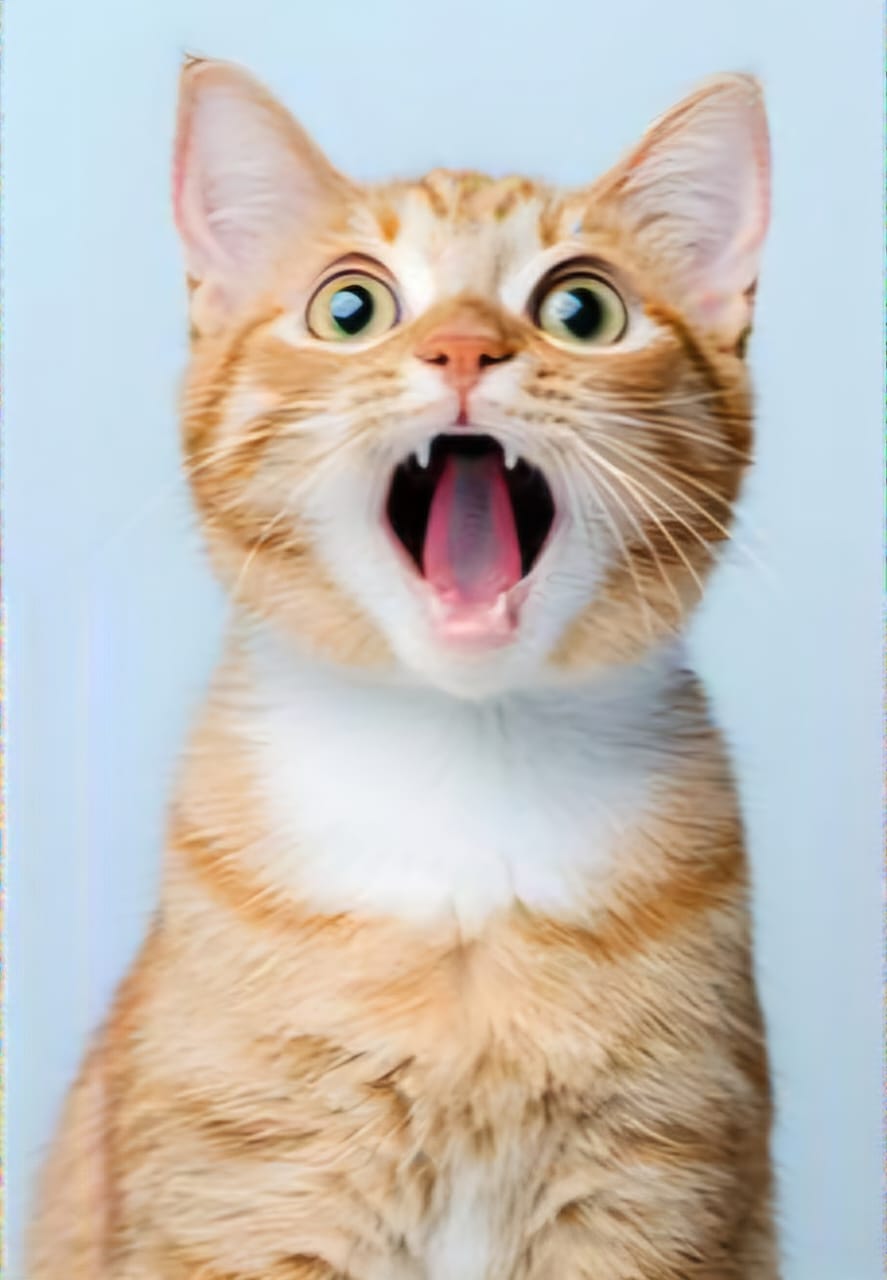 A wide-eyed ginger cat