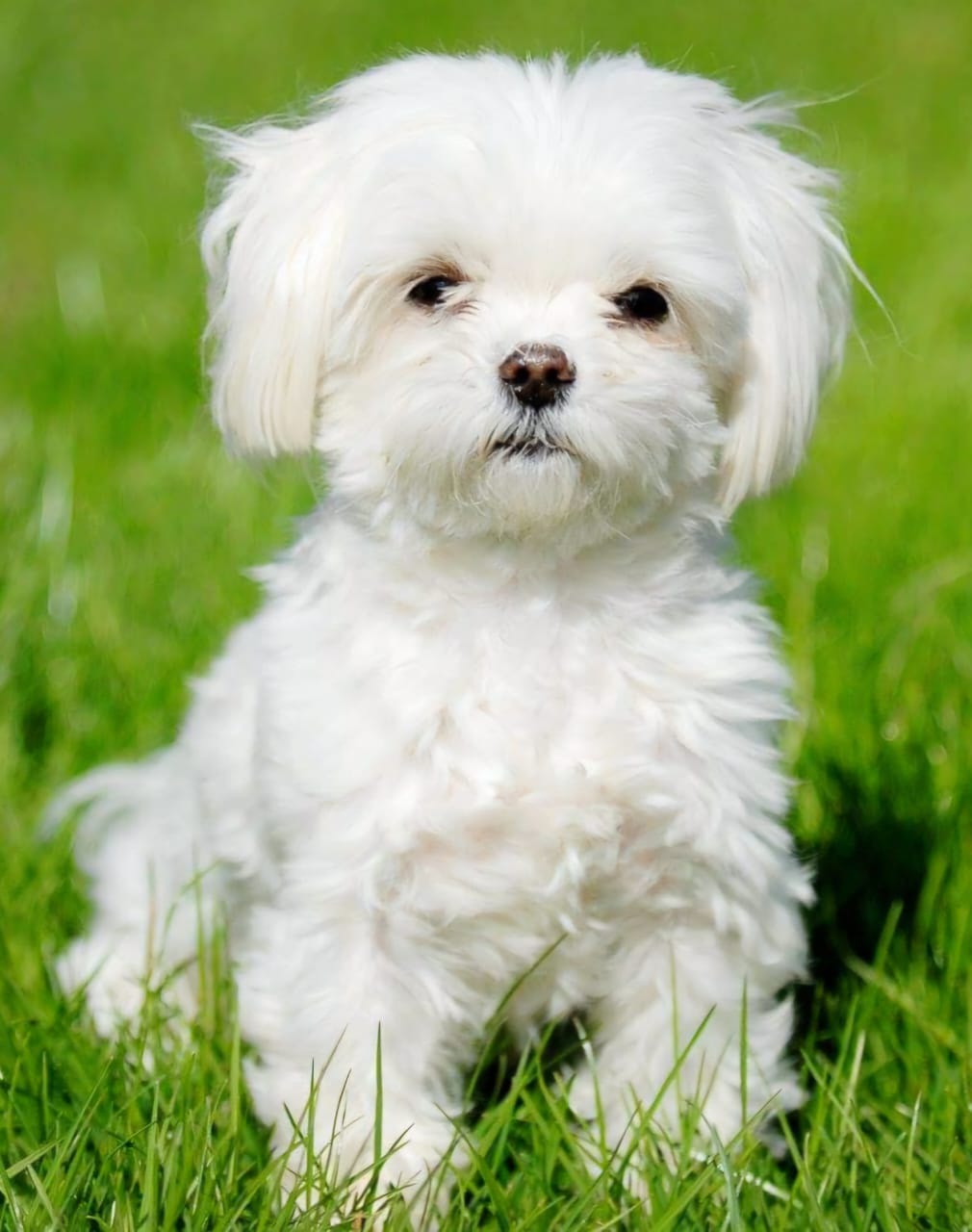 A white Maltese puppy sitting on grass