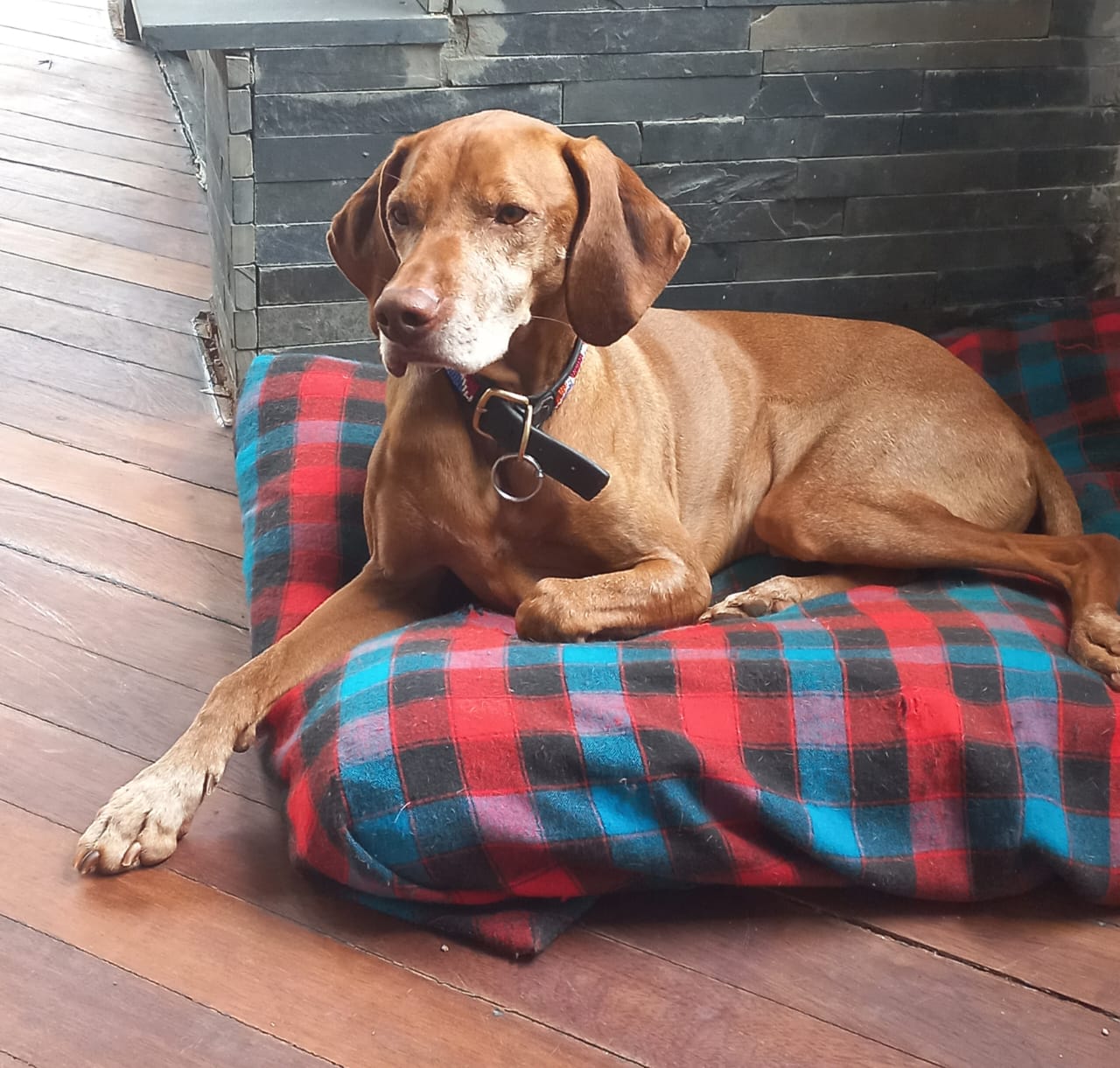 A senior Vizsla relaxing on its bed at home