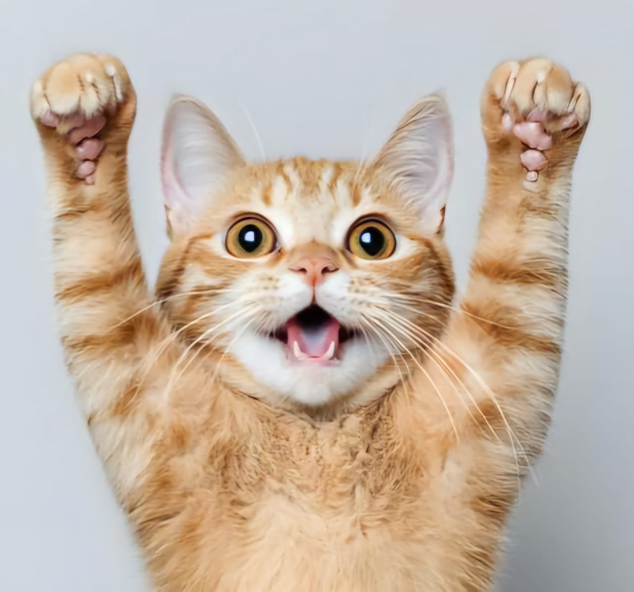 A cheerful ginger cat with paws raised